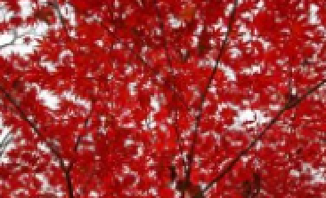 风吹，，，，，枫动，，，，，心飞